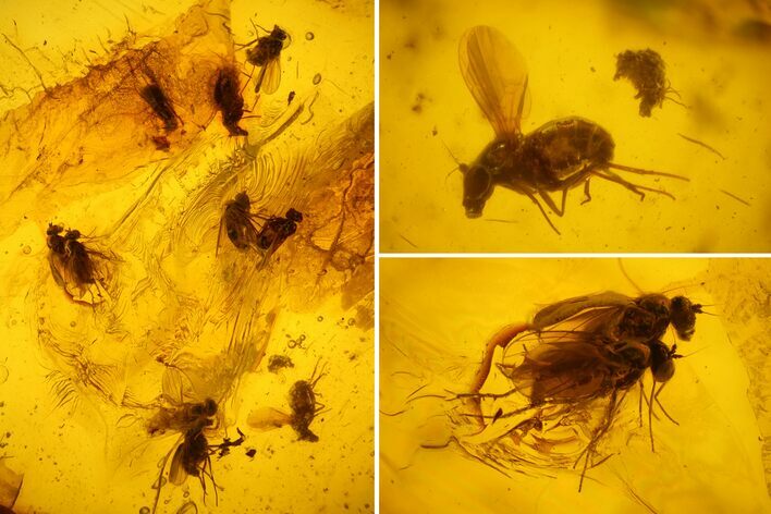 Several Detailed Fossil Flies (Diptera) In Baltic Amber #159767